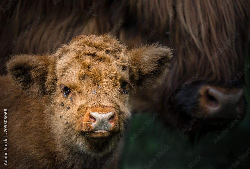 Mutter und Kalb Highland Rind / Highland Cattle / Bos taurus