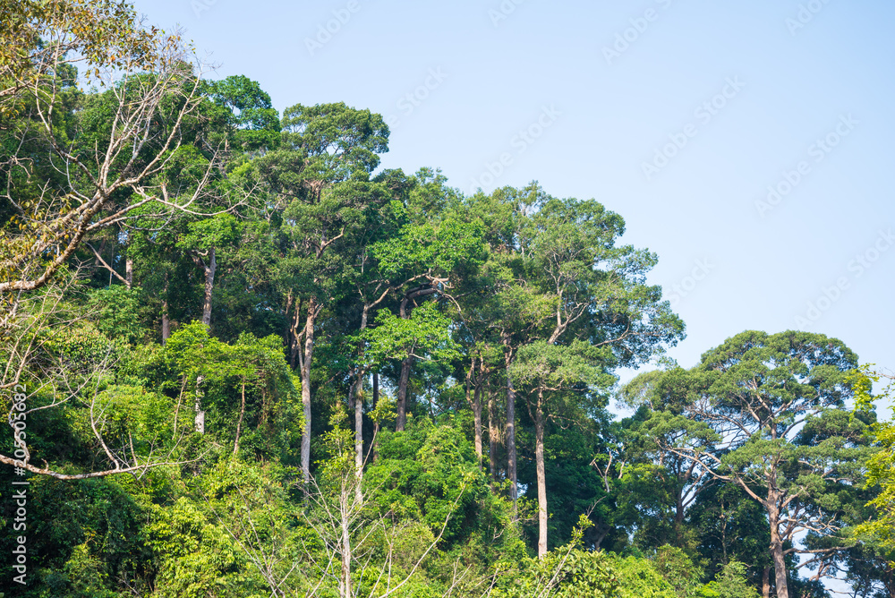 Fototapeta premium Rainforest on the mountain in Thailand - Green nature concept
