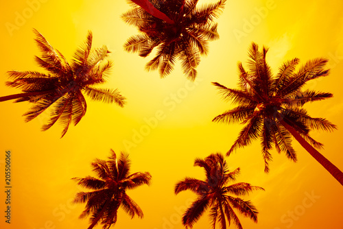 Fototapeta Naklejka Na Ścianę i Meble -  Coconut palm trees - Tropical summer breeze holiday, Color fun tone