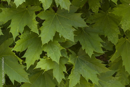 Green leaves background