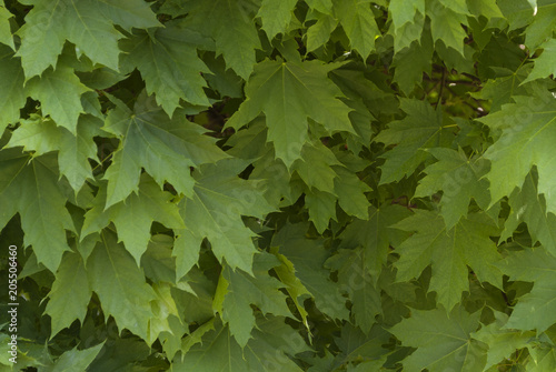 Green leaves on maple trees on a blurred background