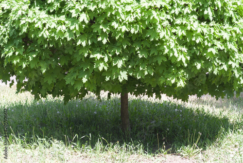 Summer design background with maple tree