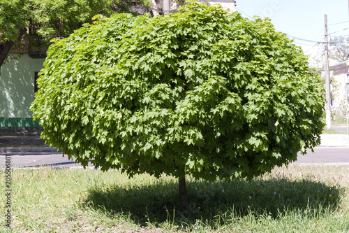 Summer colored maple tree