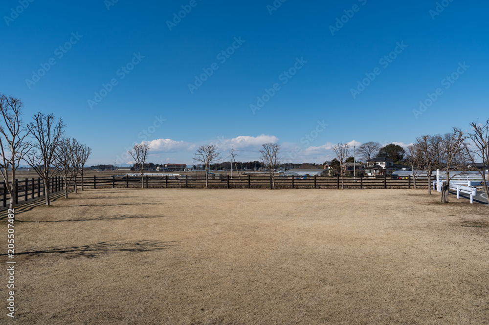 Fototapeta premium 青空と芝の広場