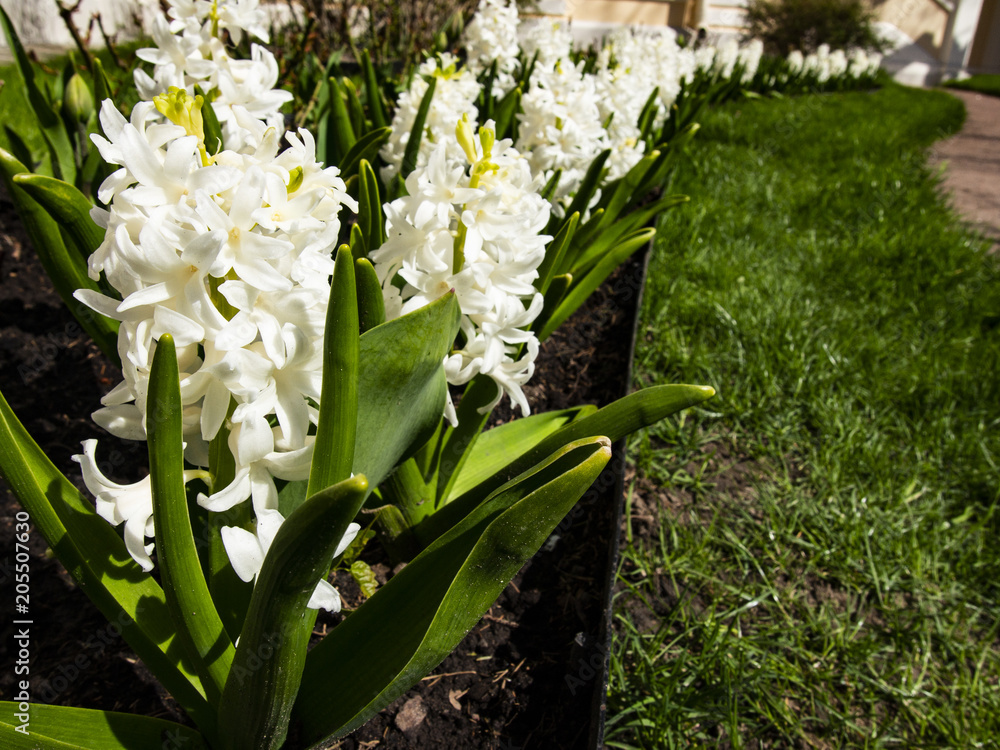 Fototapeta premium Hyacinths bloom in the spring in the Park
