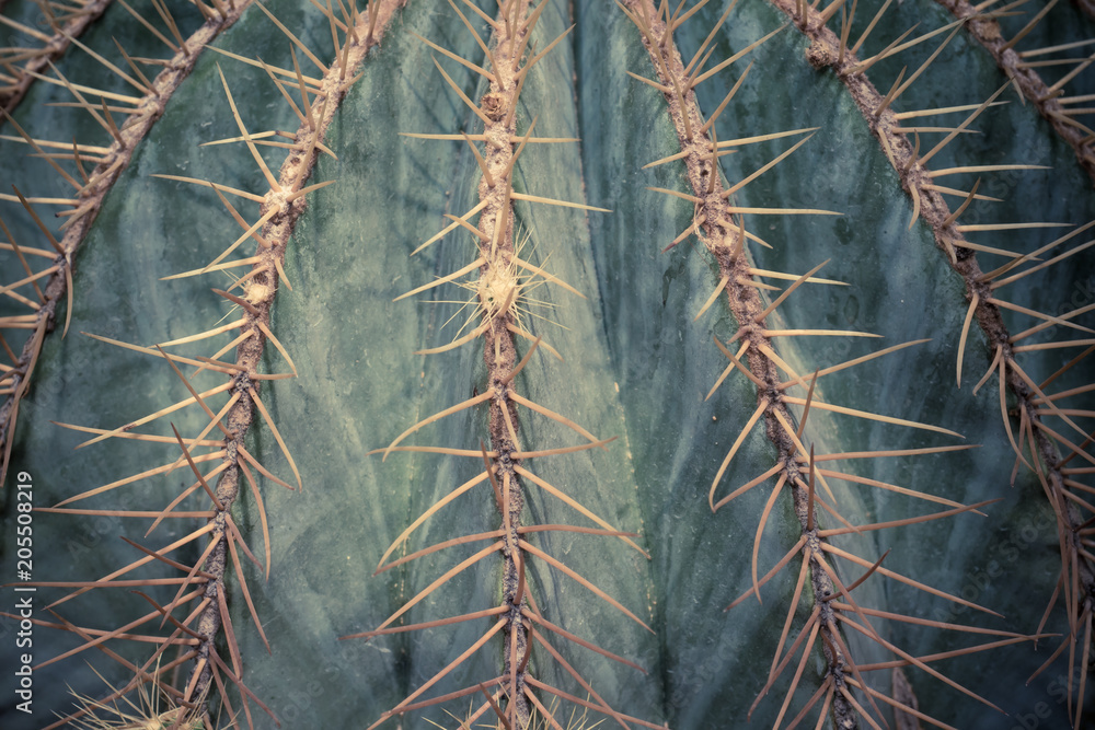 Green cacti and succulents Selective focus Close up Green background of the cactus Green cacti and succulents Selective focus Close up Green background of the cactus