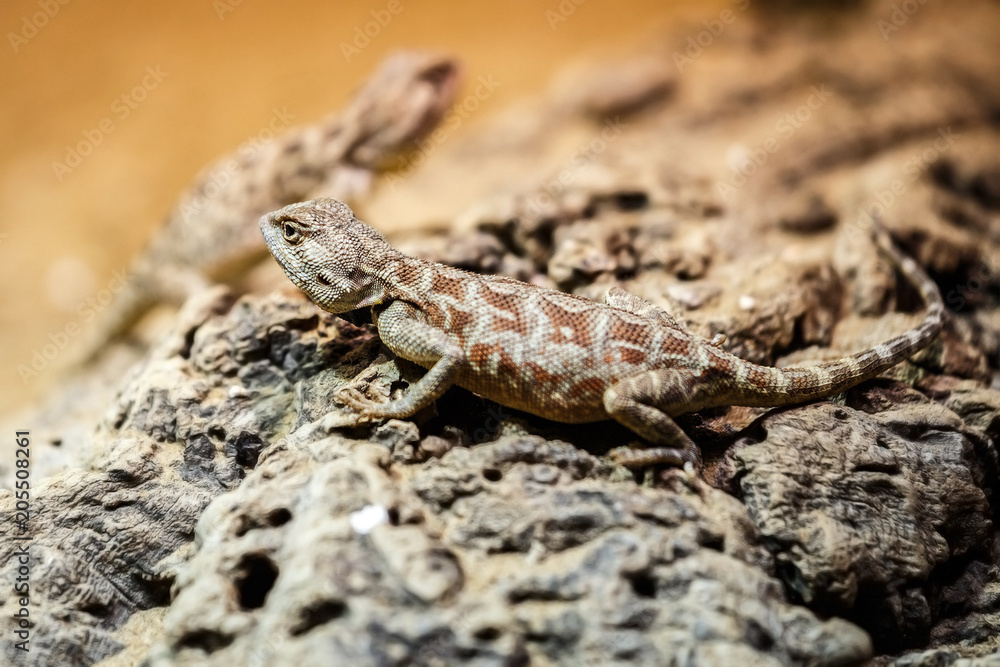 Brown lizard sitting on a brown stone Brown lizard sitting on a brown stone