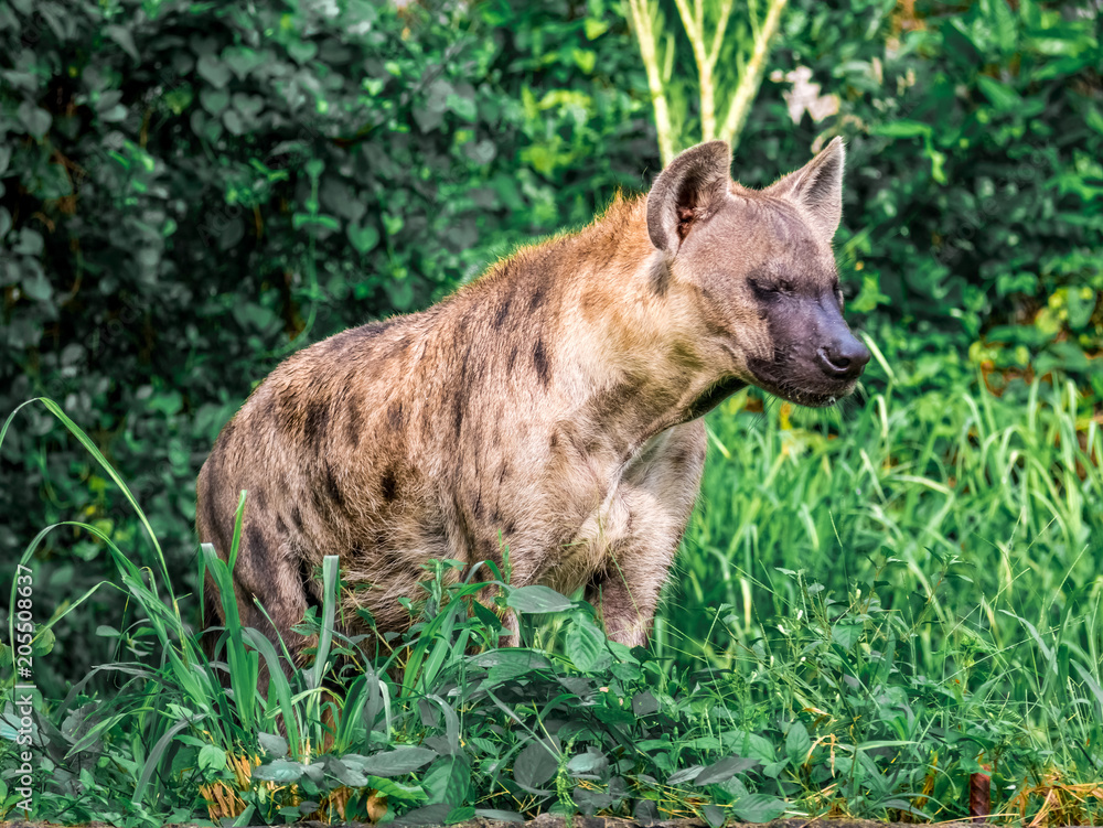 Spotted hyena (Crocuta crocuta), also known as the laughing hyena close up side view animal wildlife. Spotted hyena (Crocuta crocuta), also known as the laughing hyena close up side view animal wildlife.