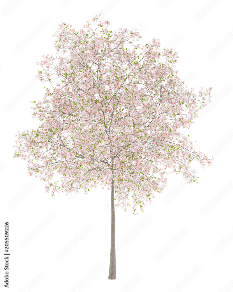 Naklejka premium flowering cherry tree isolated on white background