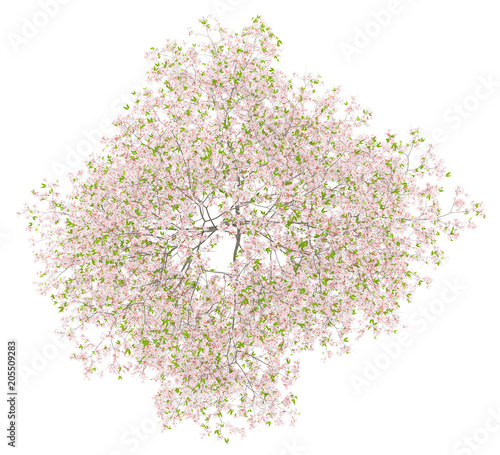 top view of flowering cherry tree isolated on white background