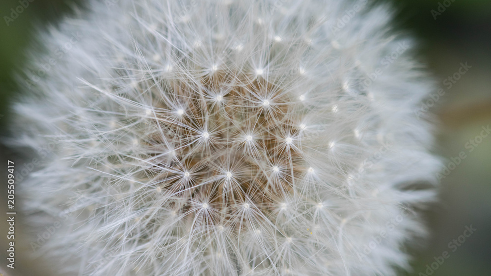 Fototapeta premium Dandelion closeup. as background.