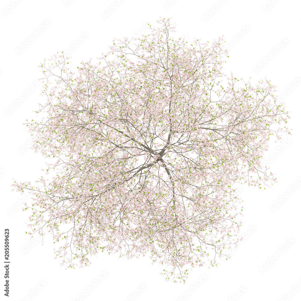 Naklejka premium top view of flowering cherry tree isolated on white background