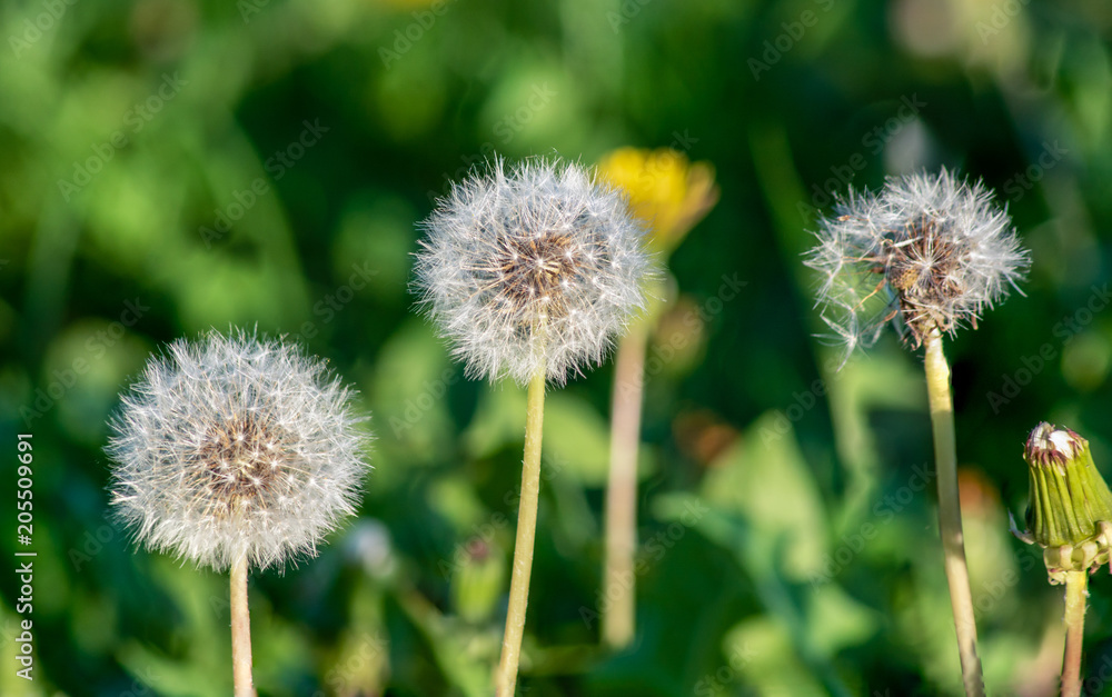 Field of first spring white dandelion flowers under sunny day. Field of first spring white dandelion flowers under sunny day.