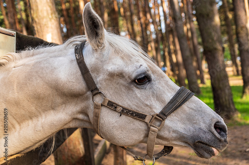 White Horse's head with bridle, close-up outdoor shot. © larisa_stock
