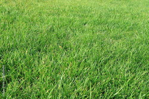 Image of a green lawn.