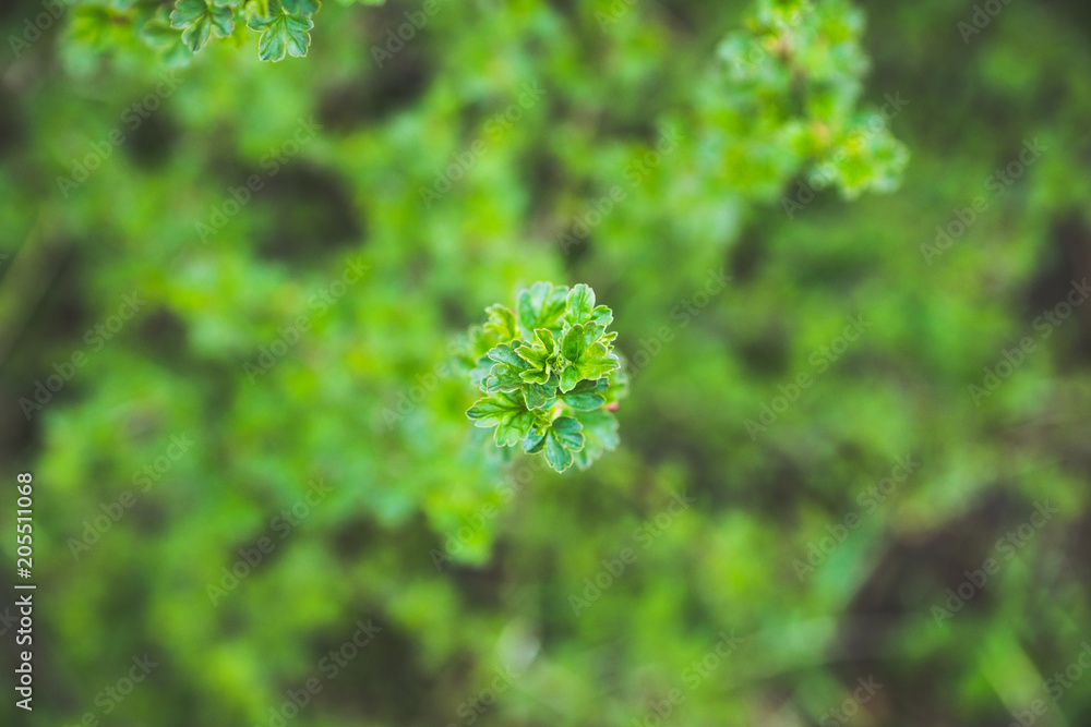 Branches with new leaves in the garden. Selective focus. Branches with new leaves in the garden. Selective focus.