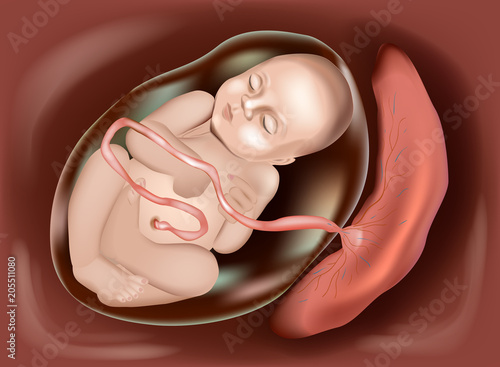 Baby In The Womb. Placenta