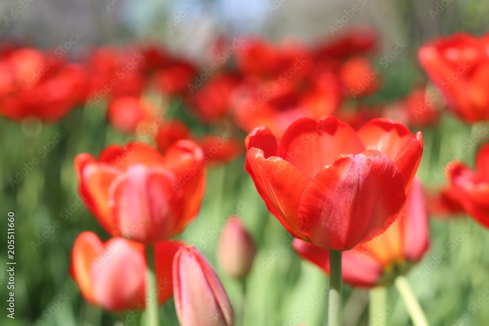 Red flowers of tulips with green foliage Red flowers of tulips with green foliage