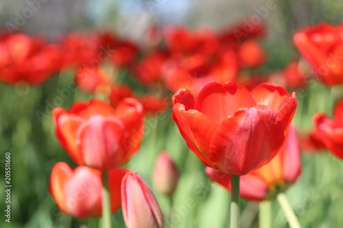 Red flowers of tulips with green foliage