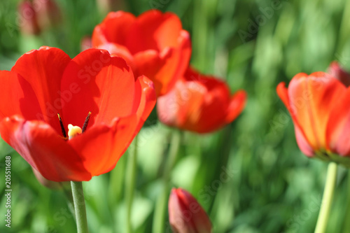 Red flowers of tulips with green foliage