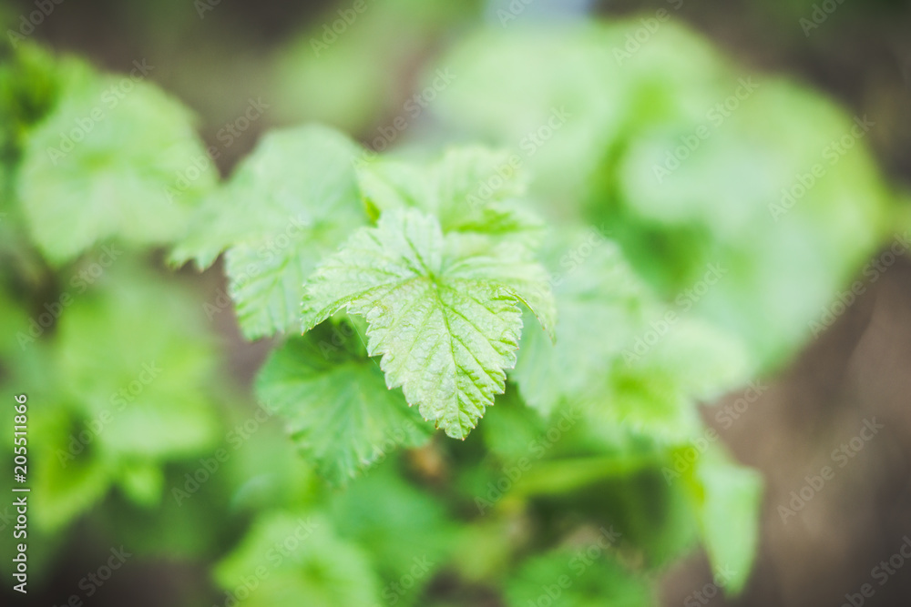 Branches with new leaves in the garden. Selective focus. Branches with new leaves in the garden. Selective focus.