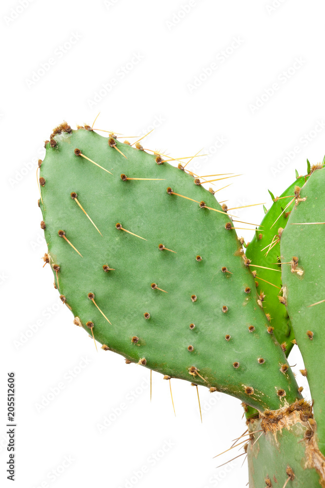 Cactus plant isolated on white background Cactus plant isolated on white background
