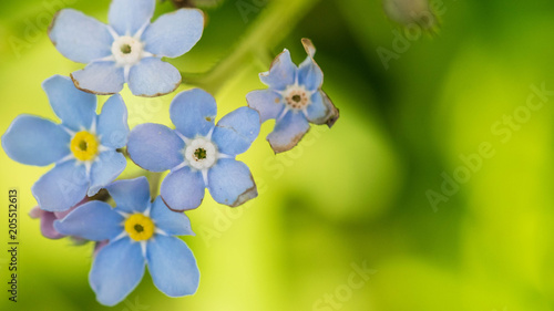 timelittle blue forget me not flowers, spring time.