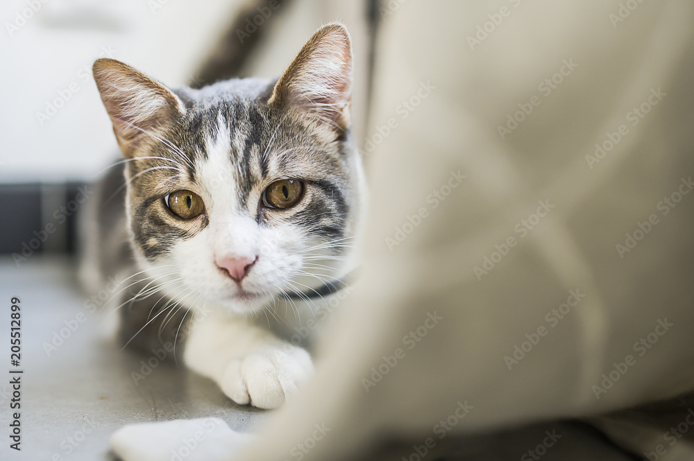 Jeune chat tigré blanc qui joue derrière un rideau