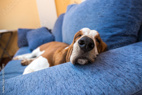 Brown and white dog showing its large black snout pointing to the camera in the foreground and the background blurred