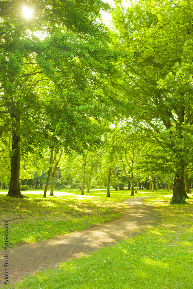 Park path Park path