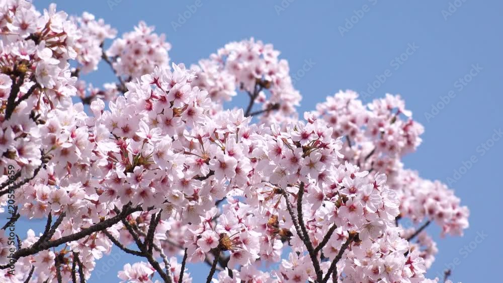 TOKYO, JAPAN - APRIL 2018 : CHERRY BLOSSOMS in Tokyo. TOKYO, JAPAN - APRIL 2018 : CHERRY BLOSSOMS in Tokyo.