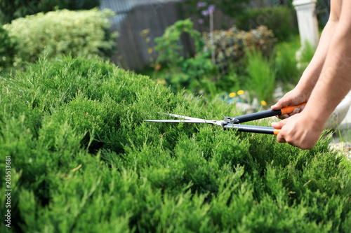 Spring work in the garden. Grooming of the larva with garden scissors.home garden landscape design,