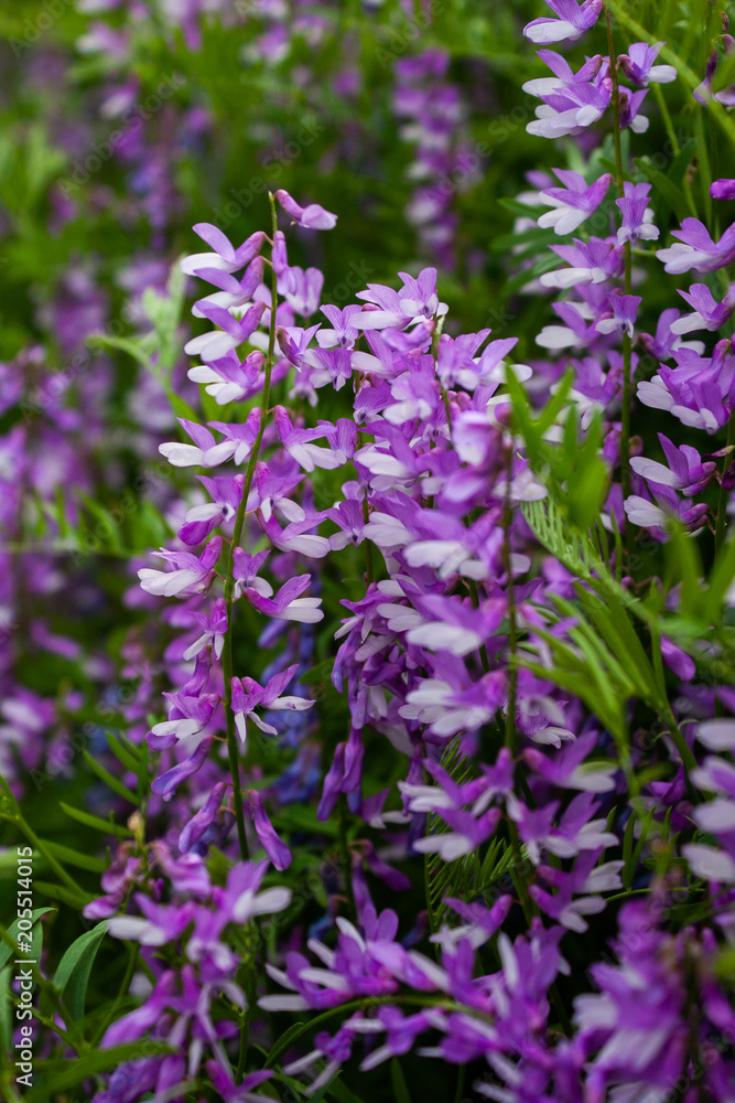 Bright flowers of Sainfoin lilac color. The family of legumes. Onobrýchis. Bright flowers of Sainfoin lilac color. The family of legumes. Onobrýchis.