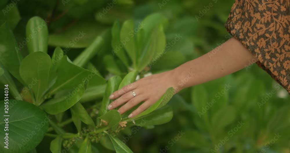Close-up on a Female Hand, She's Walking and Touching Beautiful Leaves and Flowers on the Tropical Exotic Island. Shot on RED Epic 4K UHD Camera. Close-up on a Female Hand, She's Walking and Touching Beautiful Leaves and Flowers on the Tropical Exotic Island. Shot on RED Epic 4K UHD Camera.