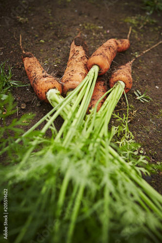 Carrot with mud 