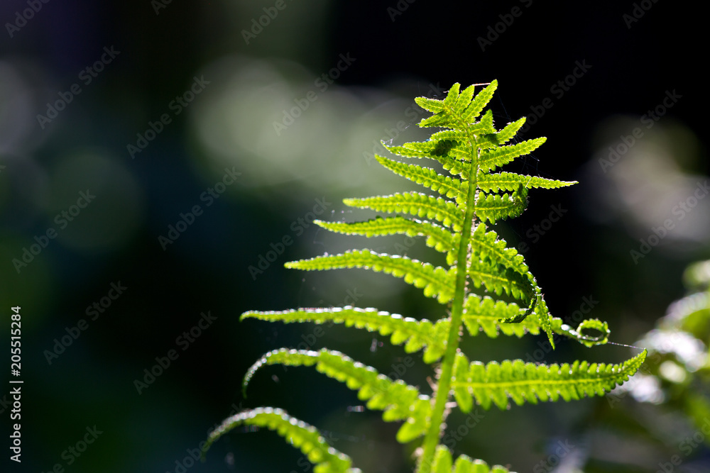 Bright green fern leaf in sunlight, shallow depth of field