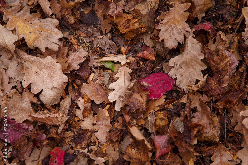 autumn dry leaves of different colours in the forest autumn dry leaves of different colours in the forest