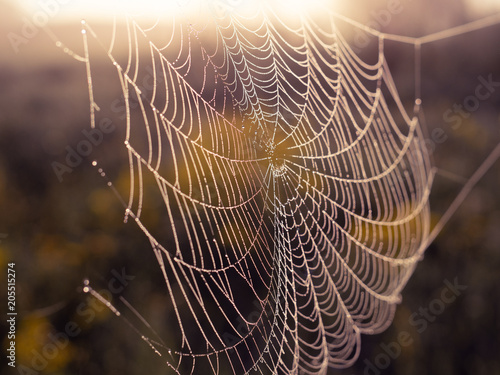 Web on the background of sunlight; close-up, toned blurred photo,