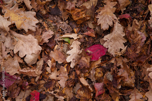autumn dry leaves of different colours in the forest