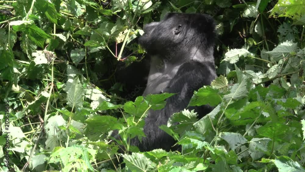 Mountain Gorilla, huge strong Silverback in the sun. Bwindi Forest, Uganda Mountain Gorilla, huge strong Silverback in the sun. Bwindi Forest, Uganda
