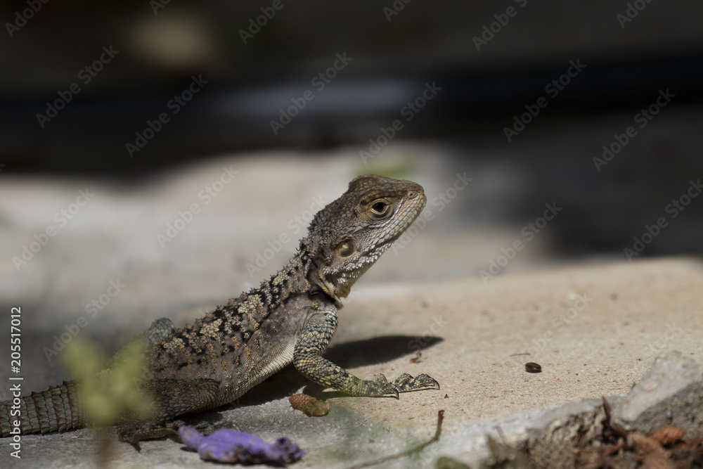 starred agama, Stellagama stellio within a cyprus garden standing alert and finding prey. starred agama, Stellagama stellio within a cyprus garden standing alert and finding prey.