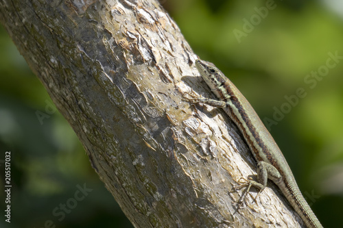 Troodos Lizard, Phoenicolacerta troodica, resting on the ground and on a branch in a garden on cyprus during may.