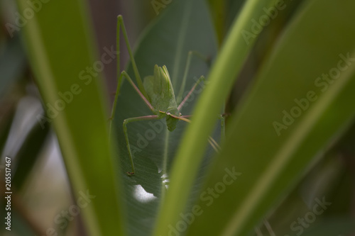 plump bush cricket in the wild walking on a bush in cyprus during may. © Paul