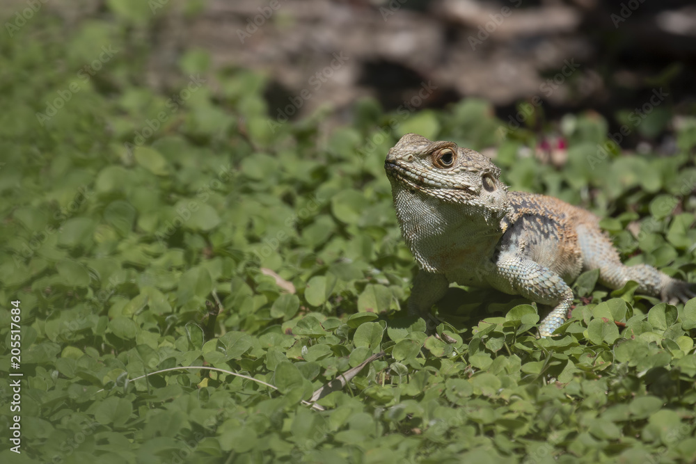 starred agama, Stellagama stellio within a cyprus garden standing alert and finding prey. starred agama, Stellagama stellio within a cyprus garden standing alert and finding prey.