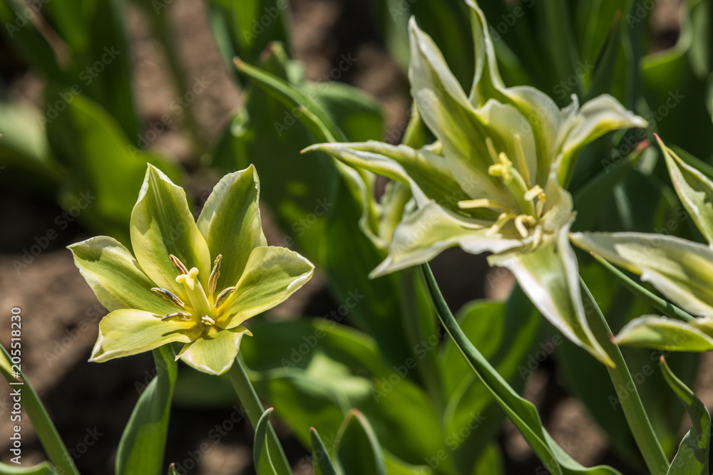 Tulip festival Ottawa Canada 2018. Tulip festival Ottawa Canada 2018.