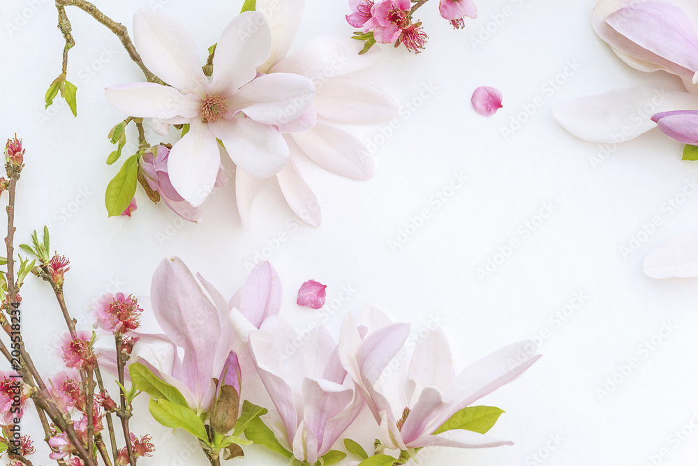 Fototapeta Piękny tło z różowymi magnolia kwiatami i brzoskwini okwitnięciem na białym backgroud z kopii przestrzenią