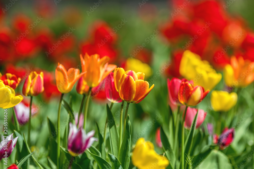 Fototapeta premium Colorful Tulips Flowers Blooming in a Park close up.