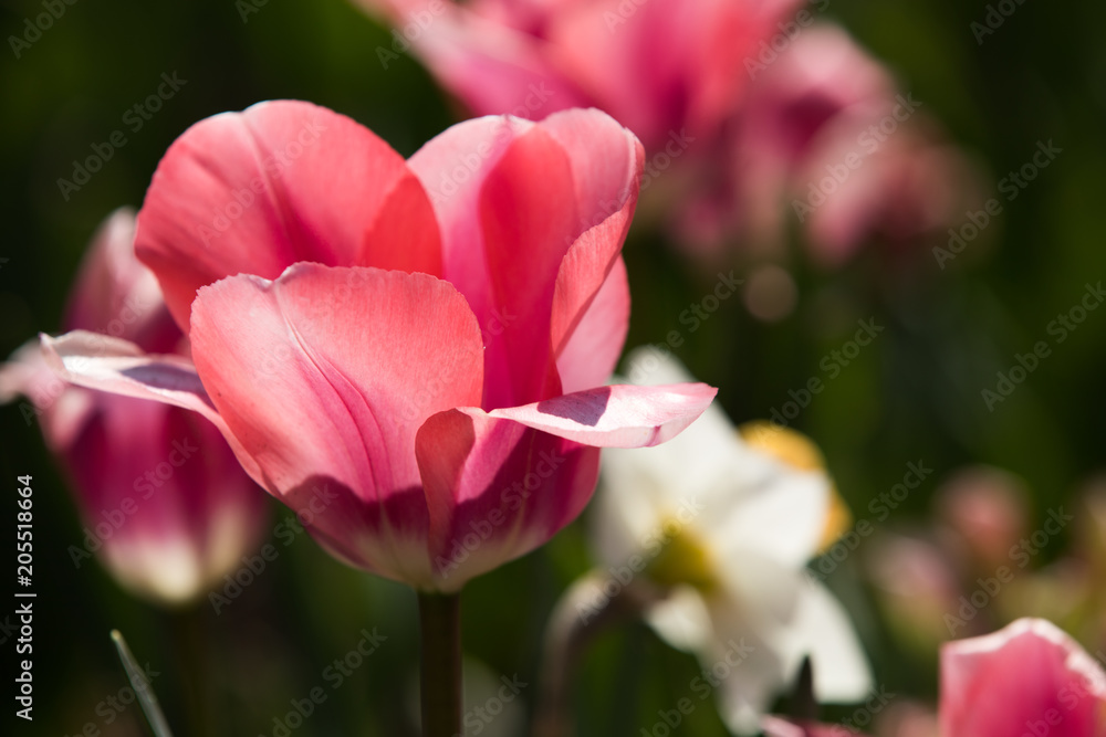 Tulip festival Ottawa Canada 2018. Tulip festival Ottawa Canada 2018.