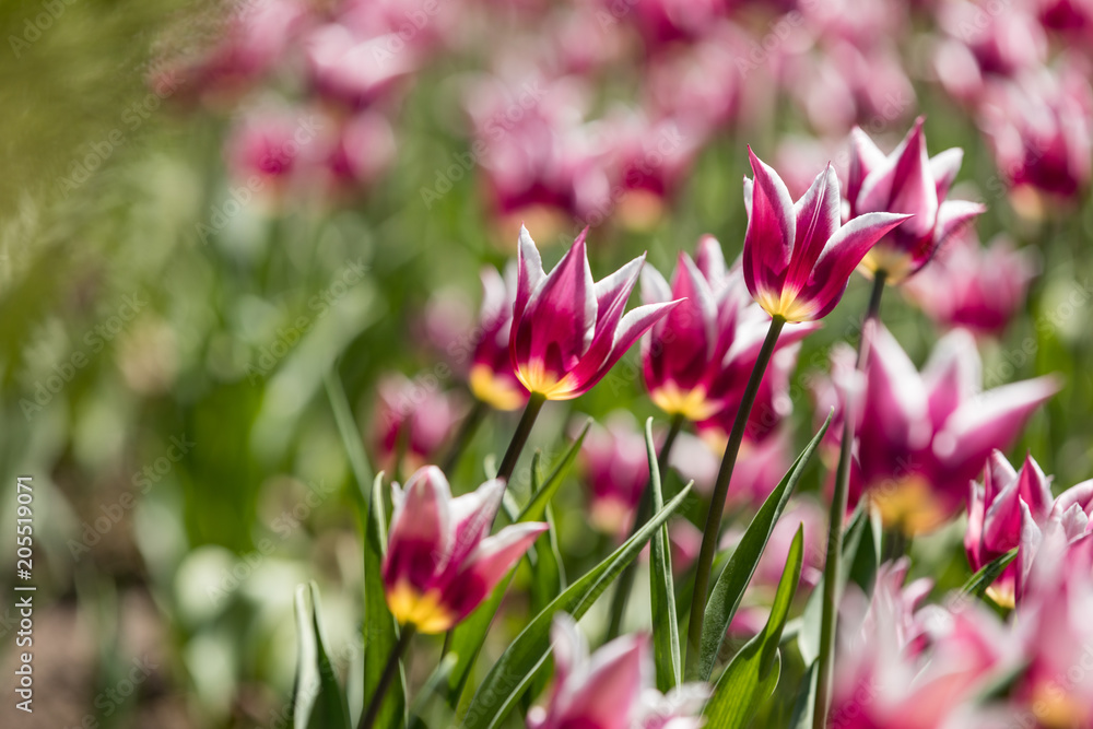 Tulip festival Ottawa Canada 2018.