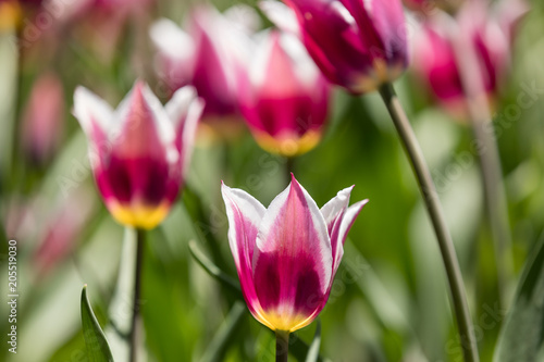 Tulip festival Ottawa Canada 2018.
